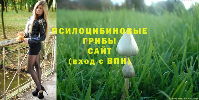 купить наркоту  Россошь  Псилоцибиновые грибы Magic Shrooms 